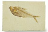 Detailed Fossil Fish (Diplomystus) - Wyoming #369453-1
